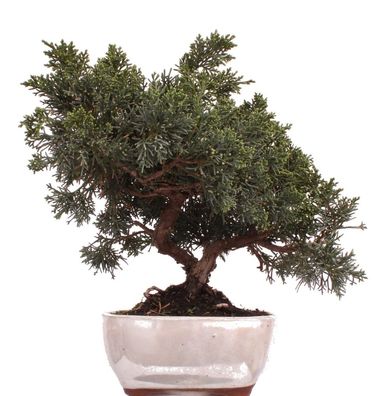 Bonsai - Juniperus chinensis 'Kyushu', Chinesischer Wacholder 225/06