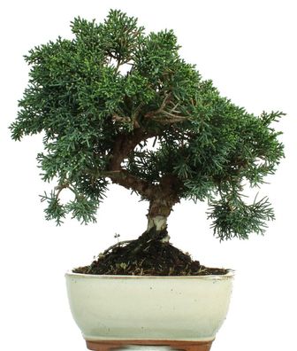 Bonsai - Juniperus chinensis 'Kyushu', Chinesischer Wacholder 225/07