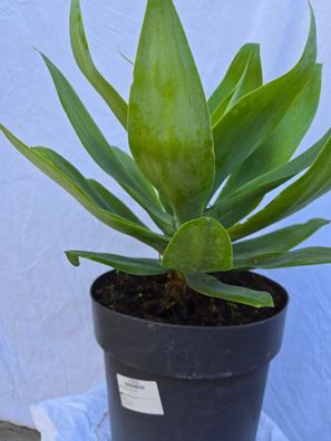Agave attenuata, Drachenbaum-Agave, Schwanenhalsagave im 25 cm Topf