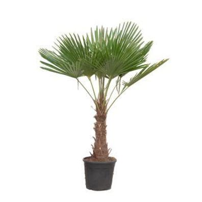 Trachycarpus Fortuneii - Ø30cm - 190-200cm - Gartenpflanze