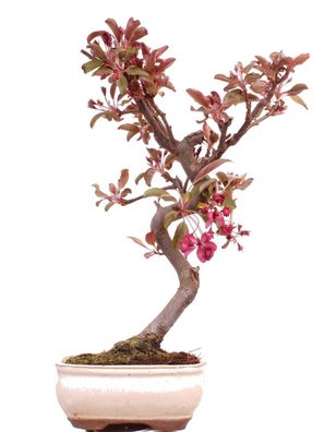 Bonsai - Malus domestica Red, Zierapfel 225/12