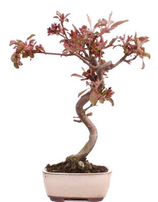 Bonsai - Malus domestica Red, Zierapfel 225/13