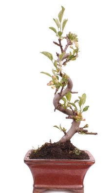 Bonsai - Malus sargentii, Japanischer Zierapfel 225/18