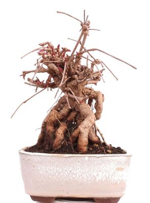 Bonsai - Parthenocissus tricuspidata, Dreispitzige Junfernrebe 224/52