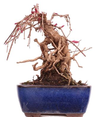Bonsai - Parthenocissus tricuspidata, Dreispitzige Junfernrebe 224/53