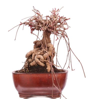 Bonsai - Parthenocissus tricuspidata, Dreispitzige Junfernrebe 224/55