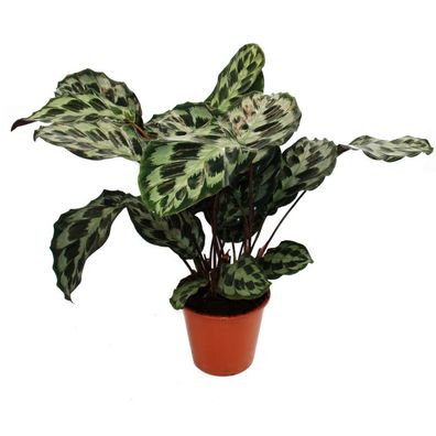 XXL-Schattenpflanze mit ausgefallenem Blattmuster Calathea roseapicta Kennedy