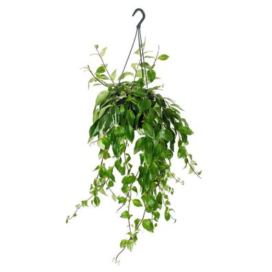 Lippenstiftpflanze Schamblume Aeschynanthus lobbianus Variegatus hängende Pflanze