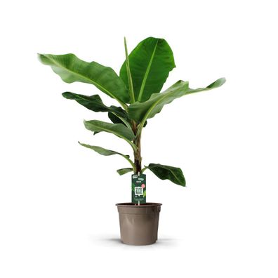 Bananenpflanze (Musa) - Ø27cm - 125-140cm - Zimmerpflanze - Immergrün