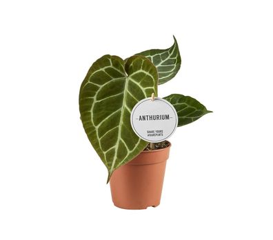 Anthurium Crystallinum - Ø12cm - 20cm - Zimmerpflanze