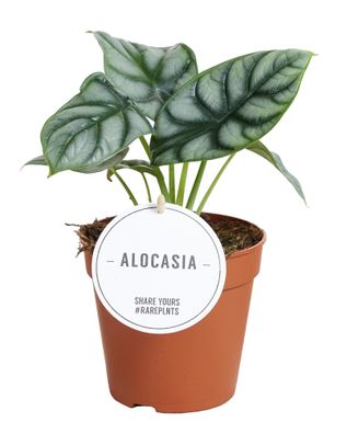 Alocasia Silver Dragon - Ø12cm - 25cm - Zimmerpflanze