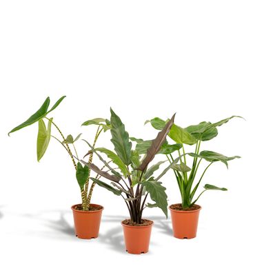 Alocosia pflanzen - Alocasia Zebrina - Alocasia Cucullata - Alocasia Lauterbachian