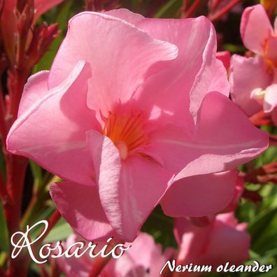 Oleander "Rosario" - Nerium oleander - Größe C08