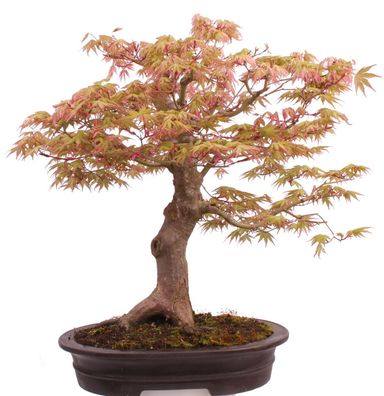 Bonsai - Acer palmatum 'Asahi Zuru', Japanischer Fächerahorn 100/06