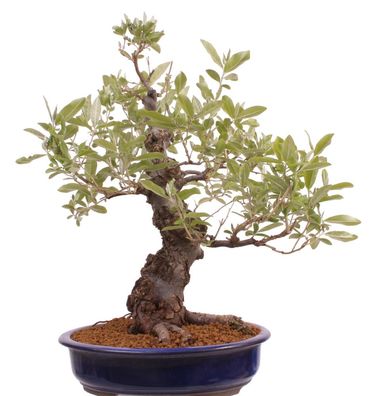 Bonsai - Elaeagnus multiflora - Japanische Ölweide 215/14