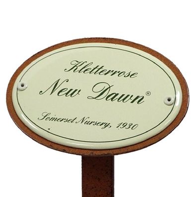 Rosenschild Rosenstecker, Kletterrose: New Dawn, Sunningdale Nurseries 1930