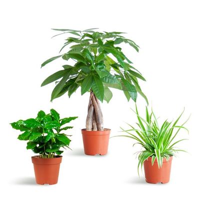 Haustierfreundliches Pflanzset - Zimmerpflanze - Ø12cm - ohne Topf
