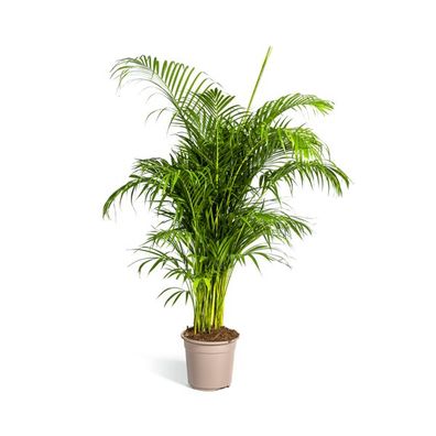 Dypsis Areca lutescens - Goldfruchtpalme - Zimmerpflanze - Ø27cm - ?150-170cm