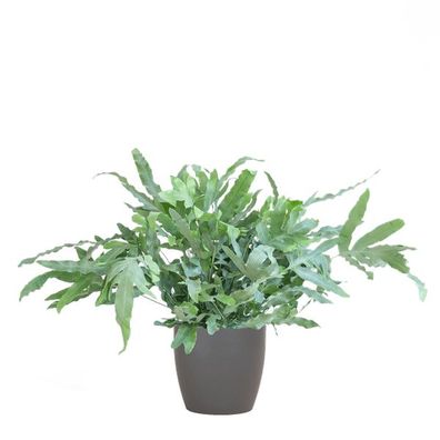 Phlebodium Aureum 'Blue Star' - Blauer Tüpfelfarn - Zimmerpflanze + Topf Viber Grau