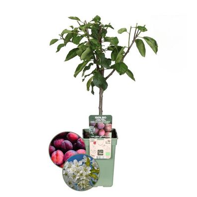 Bio-Pflaumenbaum - Prunus Domestica - Ø20cm - ?60cm