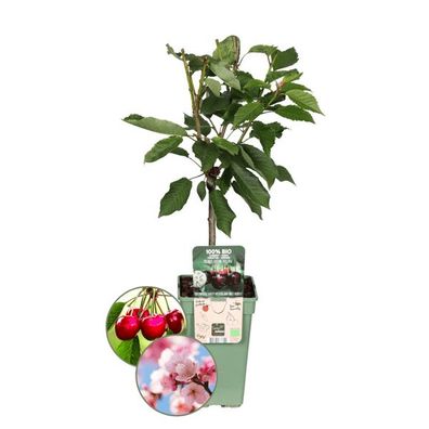 Bio Kirschbaum - Prunus Avium - Ø20cm - ?60cm