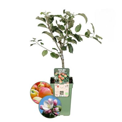 Bio Apfelbaum - Malus - Ø20cm - ?60cm