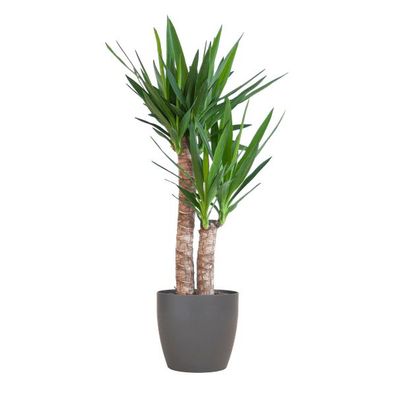Yucca Elephantipes - Riesen-Palmlilie - Zimmerpflanze - ?90cm - Ø21cm + Topf Viber Sc