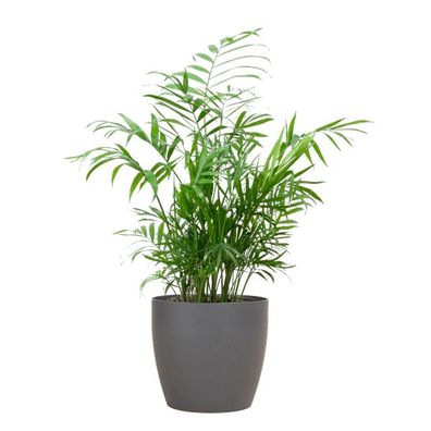Chamadorea Elegans - Mexikanische Bergpalme - Zimmerpflanze - ?55cm - Ø17cm + Topf Vi