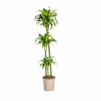 Dracaena Deremensis Dorado - Drachenbaum - Zimmerpflanze - Ø24cm - ?120-140cm
