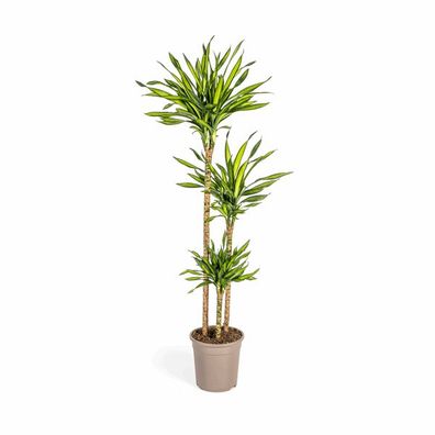Dracaena Deremensis Rikki - Drachenbaum - Zimmerpflanze - Ø24cm - ?130-150cm