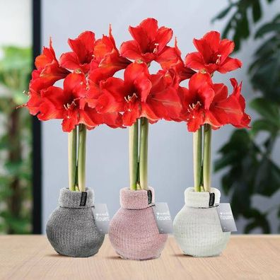No Water Flowers® (Wachs-Amaryllis) - Amaryllis-Zwiebeln - Fashionz Cozy Fluffy Mix (