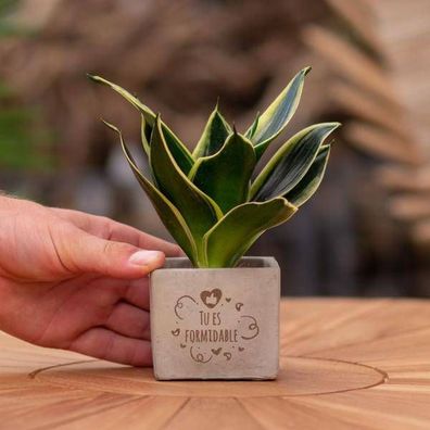Geschenkbotschaft - Sansevieria - Tu es formidable - Zimmerpflanze