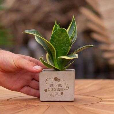 Geschenkbotschaft - Sansevieria - Herzlichen Glückwunsch - Zimmerpflanze