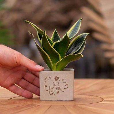 Geschenkbotschaft - Sansevieria - Gute Besserung - Zimmepflanze