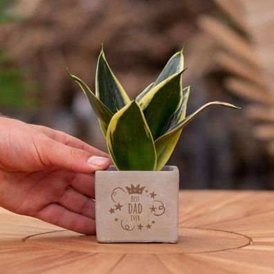 Geschenkbotschaft - Sansevieria - Bester Vater aller Zeiten - Zimmerpflanze