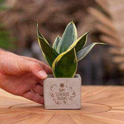 Geschenkbotschaft - Sansevieria - Schöne Sommerferien - Zimmerpflanze
