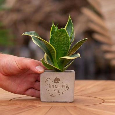 Geschenkbotschaft - Sansevieria - Ein neuer Steckling - Zimmerpflanze