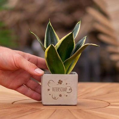 Geschenkbotschaft - Sansevieria - Gute Besserung - Zimmerpflanze
