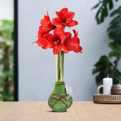 No Water Flowers® (Wachs-Amaryllis) - Amaryllis-Zwiebeln - Waxz® Art Picasso - Grüne