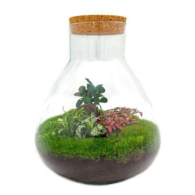 Flaschengarten - Sam XL Bonsai - DIY-Bausatz - ?32cm