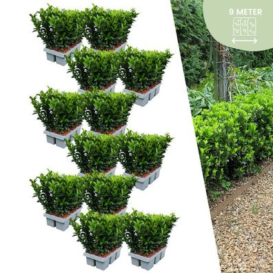 Euonymus 'Green Spire' - Japanischer Spindelstrauch - Ø7cm - ?15cm - 72 Stück