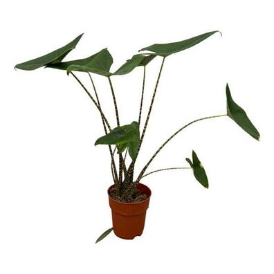 Alocasia Zebrina - Tiger-Pfeilblatt - Zimmerpflanze - ?100 cm - Ø21cm