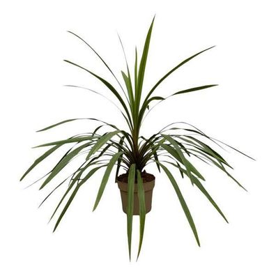 Cordyline Peko - Berg-Keulenlilie - Zimmerpflanze - ?90 cm - Ø24cm