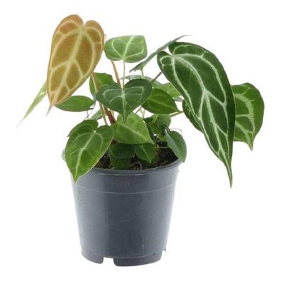Anthurium Chrystallium - Flamingoblume - Zimmerpflanze - ?35 cm - ø12cm