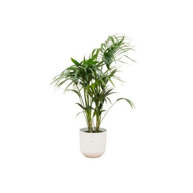 Kentia Palme - Forstersche Kentia - Zimmerpflanze - Ø26cm - ?130cm + Topf elho Jazz W