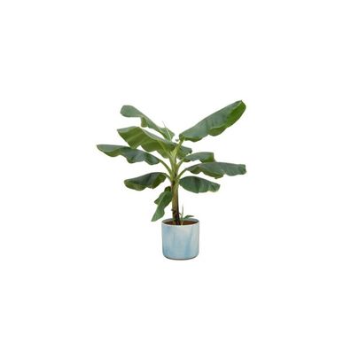 Bananenpflanze - Musa - Ø22cm - ?100cm + Topf Ocean Atlantikblau