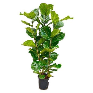 Ficus Lyrata Strauch - 165 cm - Ø30
