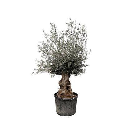 Olea Europaea Bonsai - 225cm - ø80
