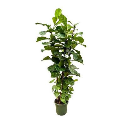 Ficus Lyrata Busch XL - 200cm - ø40
