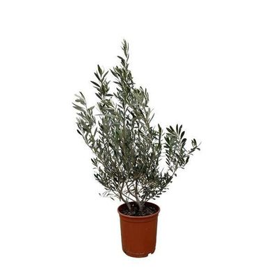 Olea Europaea Strauch - 100cm- Ø25